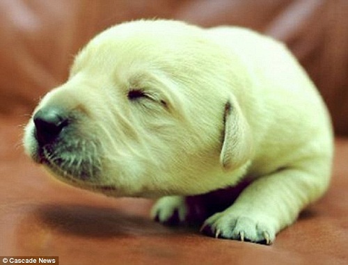 罕见绿毛小狗降生主人为其取名绿巨人图