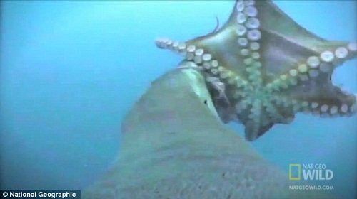 海狮撕咬章鱼 海狮撕咬章鱼