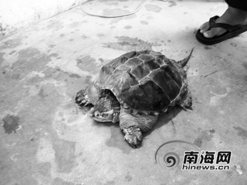 温先生买到的怪乌龟 温先生买到的怪乌龟