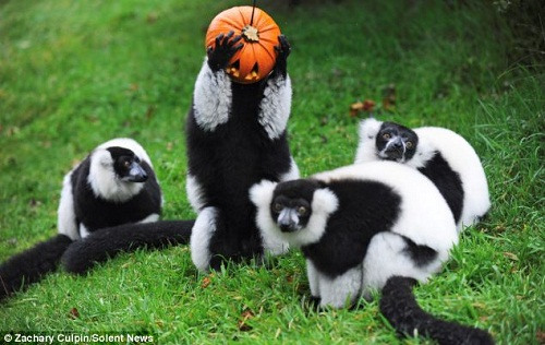 �ϹϵƳ��˺����ǵ����