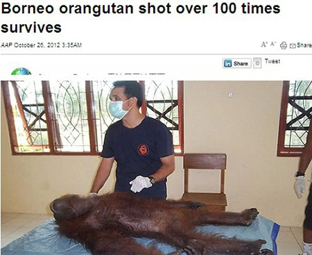 这只名叫安的雌性红毛大猩猩身中100多枪后幸存,兽医正在为它取出子弹(网页截图) 这只名叫安的雌性红毛大猩猩身中100多枪后幸存,兽医正在为它取出子弹(网页截图)
