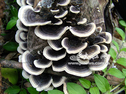 江西频现巨型野生灵芝野外棺木是主要生长地 图 中新网