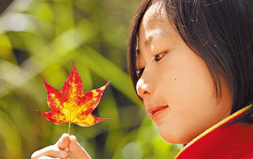 阿里山游乐区内红枫开始掉落,想赏枫要趁早。图片来源:台湾《苹果日报》副刊 阿里山游乐区内红枫开始掉落,想赏枫要趁早。图片来源:台湾《苹果日报》副刊
