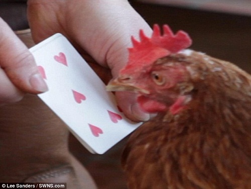 这只聪明的母鸡能够数出扑克牌的点数 这只聪明的母鸡能够数出扑克牌的点数