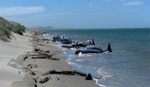 28头鲸鱼在新西兰一处海滩搁浅。 28头鲸鱼在新西兰一处海滩搁浅。