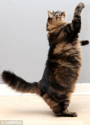 ����6���µĽ�ʳ���ʺ󣬡���˹�ꡱ�����ؼ����˽�4���