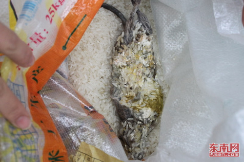 米袋里的死老鼠,看起来很恶心 米袋里的死老鼠,看起来很恶心