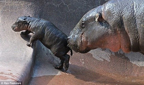 河马宝宝在妈妈的鼓励下学走路 河马宝宝在妈妈的鼓励下学走路