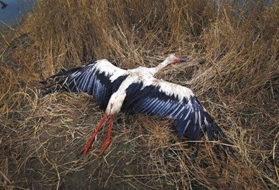 前日,河北省唐山市乐亭县,护鸟志愿者田志伟发现一只东方白鹳死亡,其他几只亦有疑似中毒症状。本版摄影/新京报记者 王贵彬 摄 前日,河北省唐山市乐亭县,护鸟志愿者田志伟发现一只东方白鹳死亡,其他几只亦有疑似中毒症状。本版摄影/新京报记者 王贵彬 摄