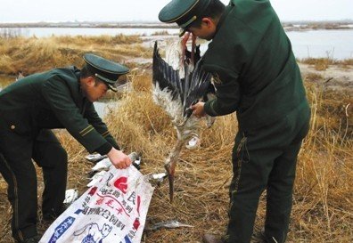 昨日,唐山市乐亭县,边防派出所民警将已死亡的东方白鹳装走。 昨日,唐山市乐亭县,边防派出所民警将已死亡的东方白鹳装走。