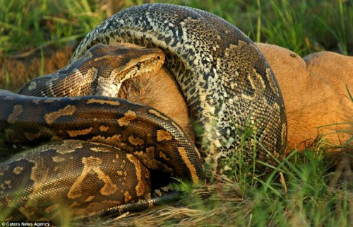 这条非洲巨蟒缩紧肌肉缠绕住羚羊身体，张开大嘴欲将其吞食。
