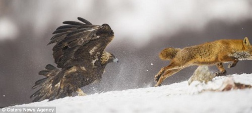 ���겻�н�񣬰ܱ����ߡ�