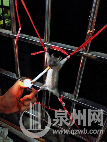 虽然“老鼠过街人人喊打”,但这样施以“酷刑”,把小老鼠摆成“五马分尸”的姿势,还让它抽人类的烟,太不“鼠道”了。 虽然“老鼠过街人人喊打”,但这样施以“酷刑”,把小老鼠摆成“五马分尸”的姿势,还让它抽人类的烟,太不“鼠道”了。