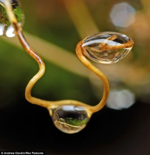 水滴挂在植物枝头,显得娇姿欲滴。 水滴挂在植物枝头,显得娇姿欲滴。