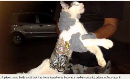 巴西一座监狱内发现偷运违禁品的猫（网页截图）