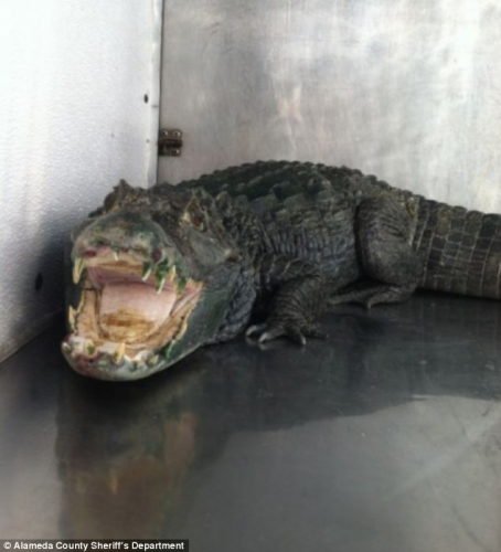 ��Լ1.5�׵Ķ�������