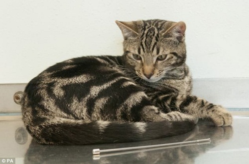 ������ӻ����߳�15���ף������൱�ڡ������ơ��峤��һ��