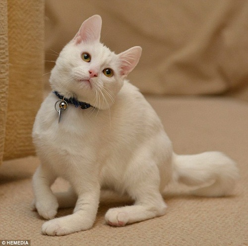 è�䡰��ά������ǰצ����������ȫ��ֻ�����ⲿ����צ���ŵ���·