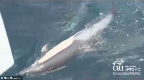 受伤雌海豚已无法自主游泳 受伤雌海豚已无法自主游泳