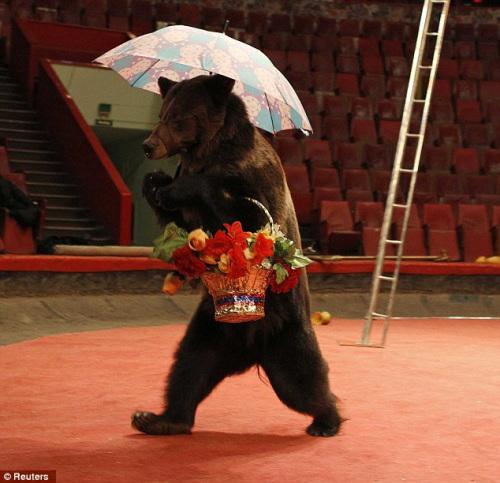 可爱棕熊表演自立走秀挽着花篮打着雨伞组图
