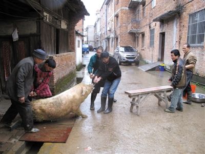 乡亲们准备杀猪。在浙江东阳,各家的年夜饭少不了猪肉。 乡亲们准备杀猪。在浙江东阳,各家的年夜饭少不了猪肉。