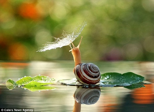 ��Ӱʦ�ƣ���ֻ��ţ�������뵽�˻���Ī�ε�������������ɡ��Ů�ˡ�