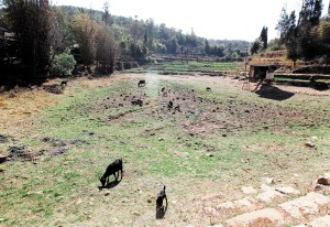 水塘已干涸,变成了“牧场”。(赵伟摄) 水塘已干涸,变成了“牧场”。(赵伟摄)