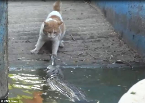鳄鱼向猫咪游去,试图捕捉这只猫。 鳄鱼向猫咪游去,试图捕捉这只猫。