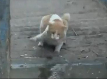 猫咪连续两巴掌扇向鳄鱼,成功将其击退。 猫咪连续两巴掌扇向鳄鱼,成功将其击退。