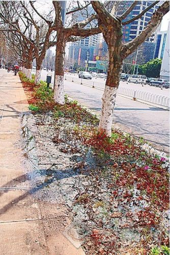 粪水淹没绿化带 粪水淹没绿化带