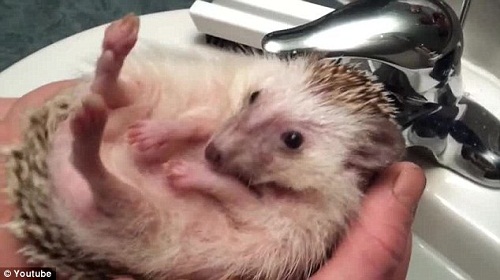 Ҫϴ���ˣ�С���Ť�����壬��Ҫ����