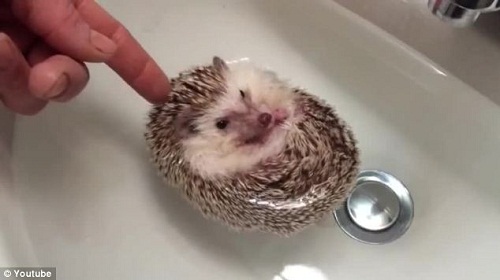 С�����������Ư����ˮ����