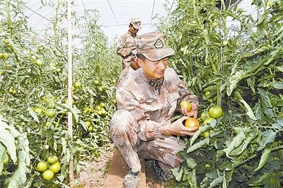 该团官兵在蔬菜大棚里采摘番茄。 朱卫烨摄 该团官兵在蔬菜大棚里采摘番茄。 朱卫烨摄