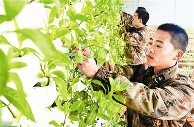 该团官兵在大棚中种植蔬菜。于杰 摄 该团官兵在大棚中种植蔬菜。于杰 摄