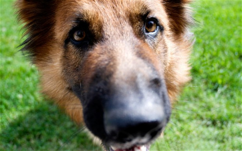 宠物犬跳起挽救试图自杀主人的性命。 宠物犬跳起挽救试图自杀主人的性命。