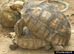 ����ͼ�������е��ڹ�