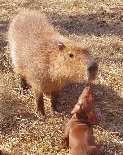 �����ҵ��⡱��С���չ��м�