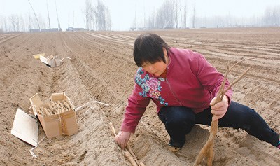老河口当地农民在沙地种植山药。 本报记者 潘少军摄 老河口当地农民在沙地种植山药。 本报记者 潘少军摄