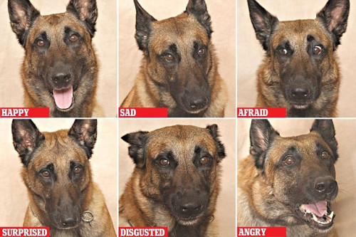 狗狗表情:喜悦、悲伤、惊恐、震惊、厌恶、愤怒(左到右) 狗狗表情:喜悦、悲伤、惊恐、震惊、厌恶、愤怒(左到右)