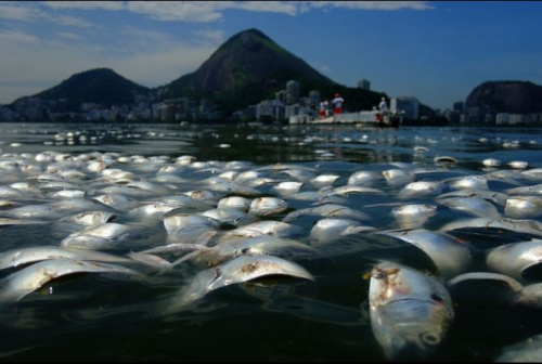 死鱼飘在计划举办赛艇比赛的罗德里戈湖中 死鱼飘在计划举办赛艇比赛的罗德里戈湖中