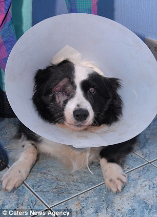 ���������۱��������е���ʧ��