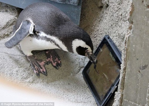 企鹅玩iPad“捉老鼠”游戏 企鹅玩iPad“捉老鼠”游戏