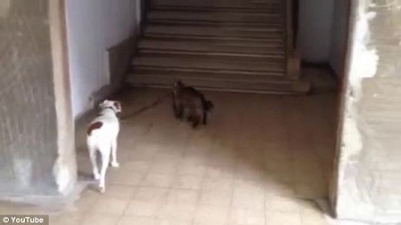 猫咪“鲁西”遛狗归来 猫咪“鲁西”遛狗归来
