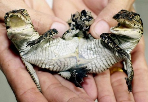 自然界的异类世界双头动物盘点组图3