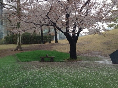 日本东京樱花飘落,花雨纷纷 日本东京樱花飘落,花雨纷纷