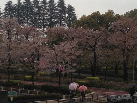 日本东京今日下起细雨 日本东京今日下起细雨