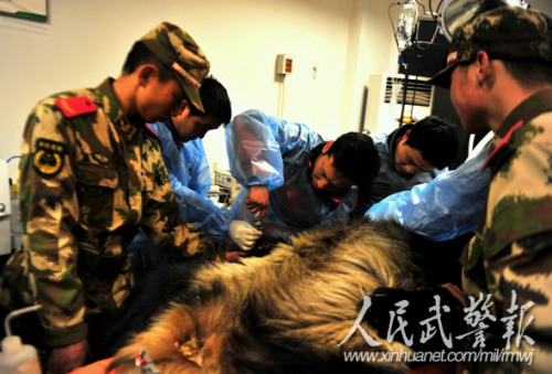 协助专家对大熊猫进行检查和治疗 协助专家对大熊猫进行检查和治疗