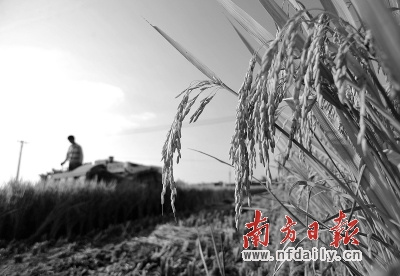 湖南省的土地重金属污染严重是导致水稻镉超标的重要原因。 资料图片 湖南省的土地重金属污染严重是导致水稻镉超标的重要原因。 资料图片