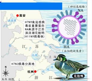 H7N9病毒基因起源 H7N9病毒基因起源