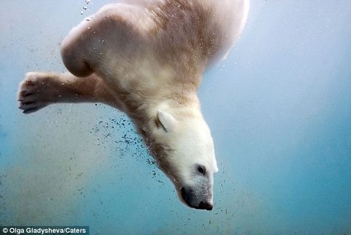 ���Ӿ�ͷǰ�ι���